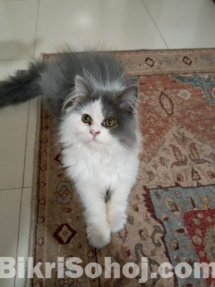 Healthy Persian cat